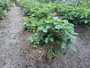 Секрет опытных садоводов: что они закапывают под кусты клубники осенью — на следующий год соберете вдвое больше ягод