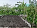 Лук-батун: способ получать свежую зелень круглый год без хлопот