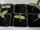 Огурцы на подоконнике круглый год: какие 3 сорта огурцов выбрать для выращивания в квартире — никогда не подведут