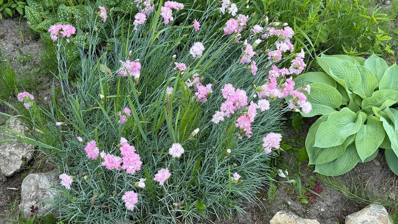 Главная картинка новости: 5 самых неприхотливых многолетников для вашего сада, которые растут сами по себе