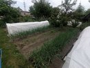 Ночные заморозки в ряде регионов России на подходе — спасаем урожай до прихода холодов