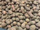 Как цвет картофеля влияет на его пользу: белая, желтая или красная – как выбрать
