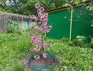 Отсекай лишнее сразу: правила и принципы по летней обрезке для ленивых дачников