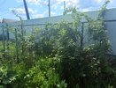 10 проверенных сортов плодовых кустарников для вашей дачи: секреты выбора для богатого урожая