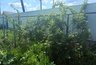 Миниатюра новости: 10 проверенных сортов плодовых кустарников для вашей дачи: секреты выбора для богатого урожая
