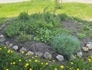 Ароматные травы для кухни: попробуйте вырастить этот зелёный уголок: свежие специи будут у вас весь сезон