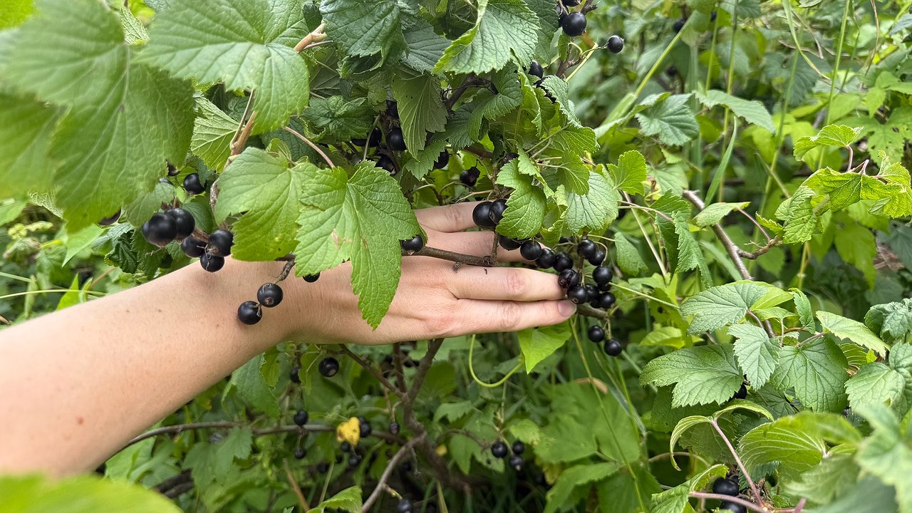 Главная картинка новости: После этих двух действий старый смородиновый куст плодоносит как молодой: летом ягод полное ведро