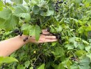 После этих двух действий старый смородиновый куст плодоносит как молодой: летом ягод полное ведро