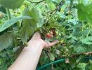 Названы лучшие сорта ремонтантной малины — будет давать сладкие как мед ягоды до морозов: совет агронома