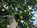 Зарыла "сокровище" сейчас и получила к весне почву лучше чернозёма — не отходы, а основа богатого урожая