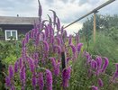 5 самых неприхотливых многолетников для вашего сада, которые растут сами по себе