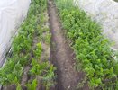 Забытый способ хранения моркови: гораздо лучше, чем холодильник