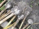 Осенняя посадка чеснока: пролейте грядки простым аптечным средством перед посадкой - вырастет с кулак
