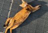 Миниатюра новости: Не надо так называть своих кошек: имена, которые грамотные хозяева избегают