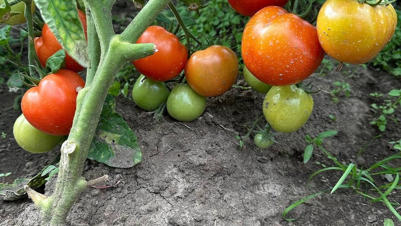 Главная картинка новости: Несколько лет разыскивала именно эти семена томатов — фруктовая сладость и сочность в этих малышках поражает воображение