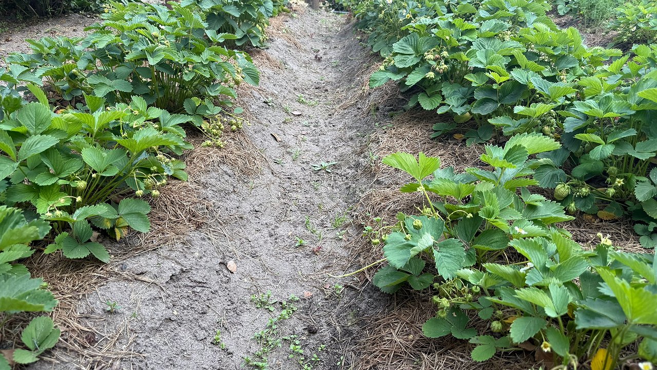 Главная картинка новости: Удалить и посадить: 6 основных этапов ухода за клубникой после 27 августа – советы от агронома