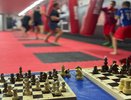 Воронежские спортсмены взяли медали Кубка России по шахбоксу в Санкт-Петербурге