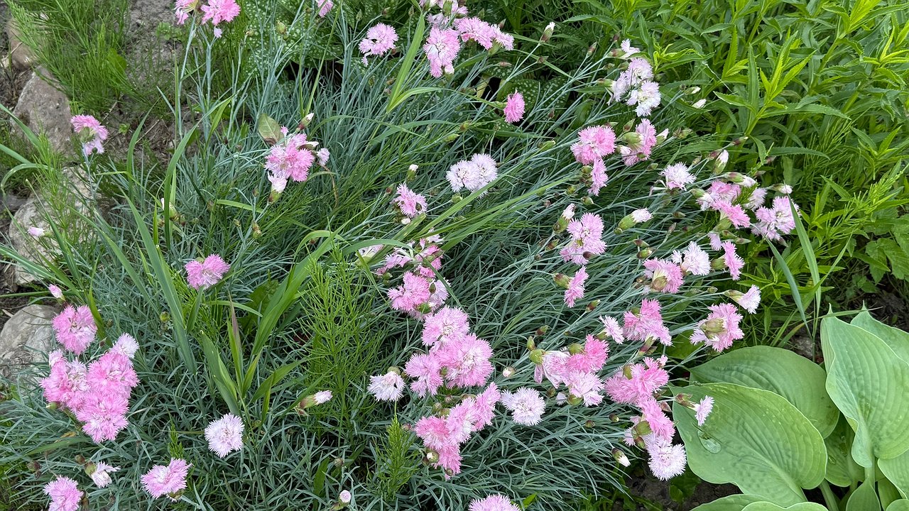 Главная картинка новости: Сажайте под зиму, чтобы увидеть цветение в апреле: неприхотливый многолетник с роскошными цветами