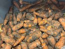Пролежат до лета без потерь – 7 советов как убрать морковь и свеклу на зимовку