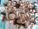 Как заморозить свежие опята на зиму: быстро и легко сохраняем летний аромат до зимы