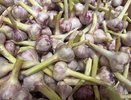 3 добавки в грядку и чеснок будет с кулак – готовим грядки сейчас, но не так, как все остальные