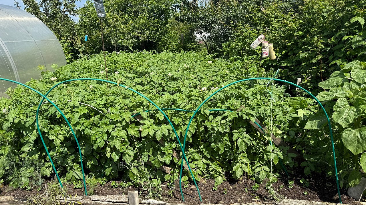 Главная картинка новости: Триммер — это прошлый век: для ленивых садоводов придумали новое устройство — одни преимущества