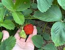 Сентябрьский секрет клубники: одна осенняя подкормка для обильного урожая в следующем сезоне