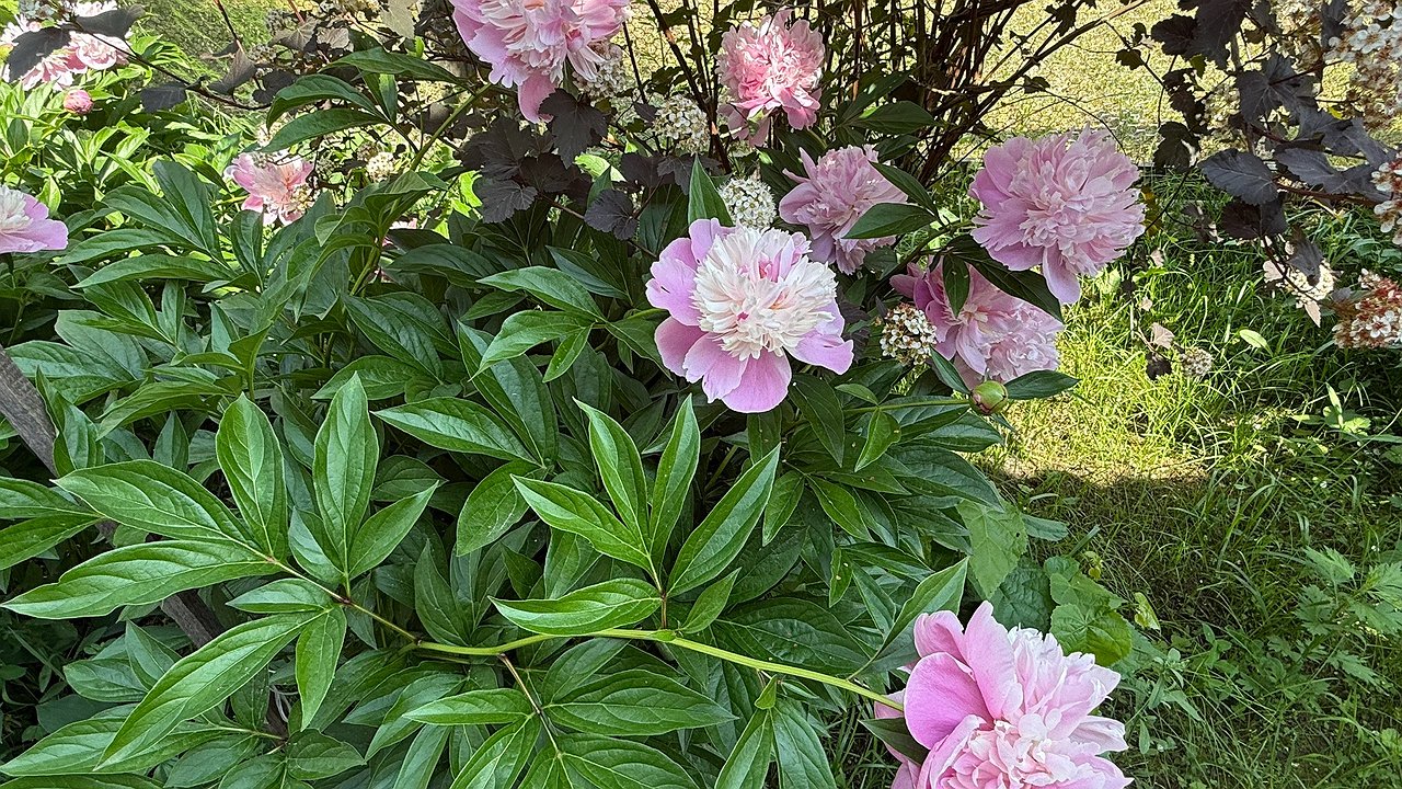 Главная картинка новости: В начале сентября пионам — первым делом: весной будут цвести как бешеные — куст руками не обхватить