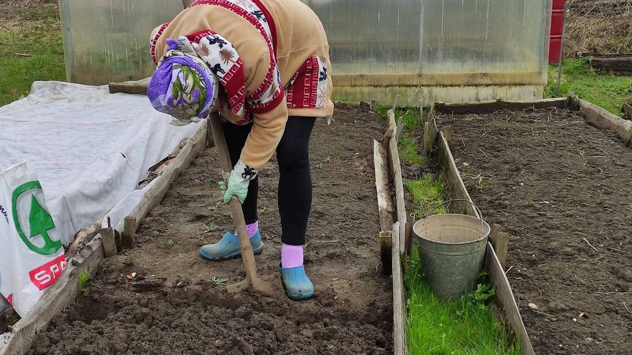 Главная картинка новости: Рассыпаю 1 пачку копеечной крупы по грядкам в сентябре - земля становится мягче пуха. Дорогой навоз больше не нужен