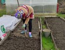 Рассыпаю 1 пачку копеечной крупы по грядкам в сентябре - земля становится мягче пуха. Дорогой навоз больше не нужен
