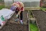 Миниатюра новости: Рассыпаю 1 пачку копеечной крупы по грядкам в сентябре - земля становится мягче пуха. Дорогой навоз больше не нужен