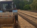 В питомниках Воронежской области готовят 400 тысяч сеянцев берёзы для лесов