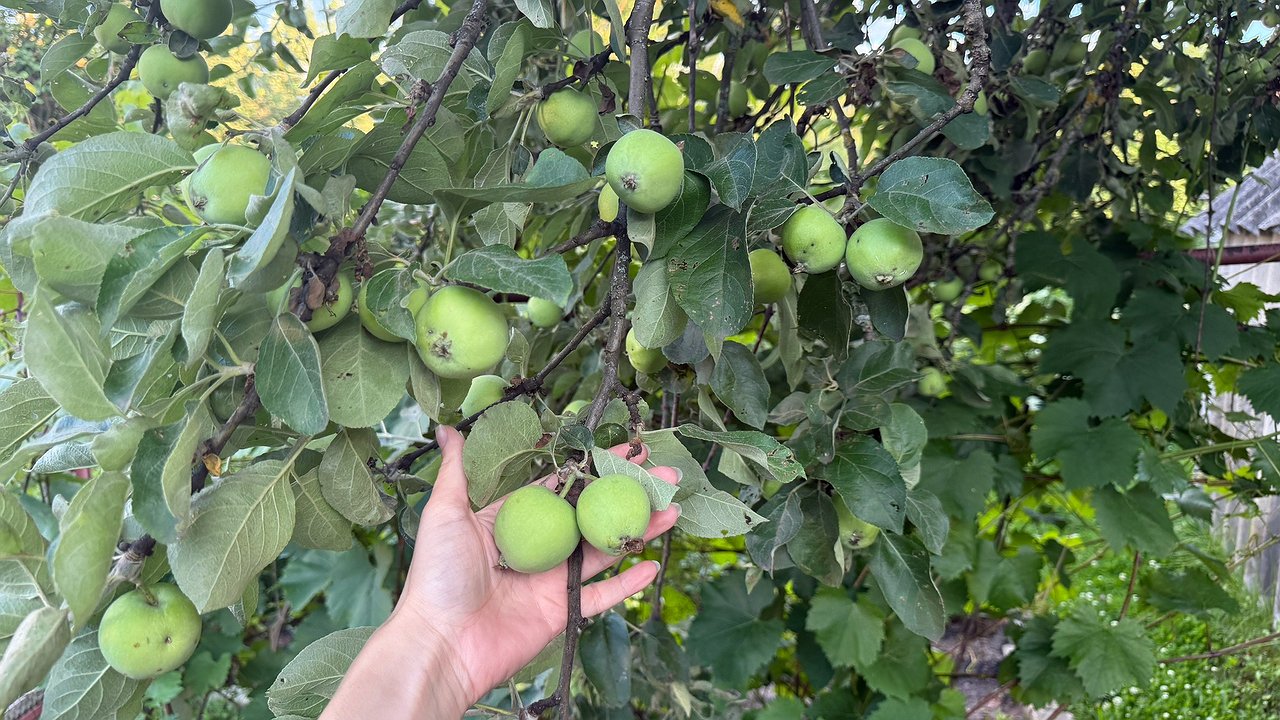 Главная картинка новости: Именно по этой причине яблони и груши плодоносят через год: как это исправить – советы от агронома