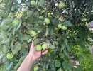 Именно по этой причине яблони и груши плодоносят через год: как это исправить – советы от агронома