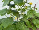 Три самых урожайных сорта огурцов: ещё и на вкус прекрасны – болеть и горчить не будут