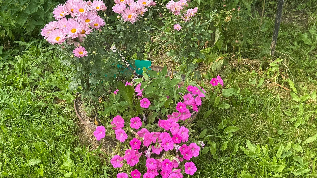 Главная картинка новости: Красота, которая помогает земле: цветы-санитары против вредителей