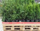 Высаживайте в саду — получайте настроение и вкус: лучшие травы сезона