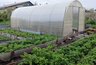 Миниатюра новости: 1 свеча на квадратный метр — морозы будут не страшны: гениальный лайфхак для владельцев теплиц