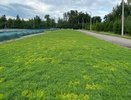 В Воронежской области готовят к высадке миллион молодых сосен