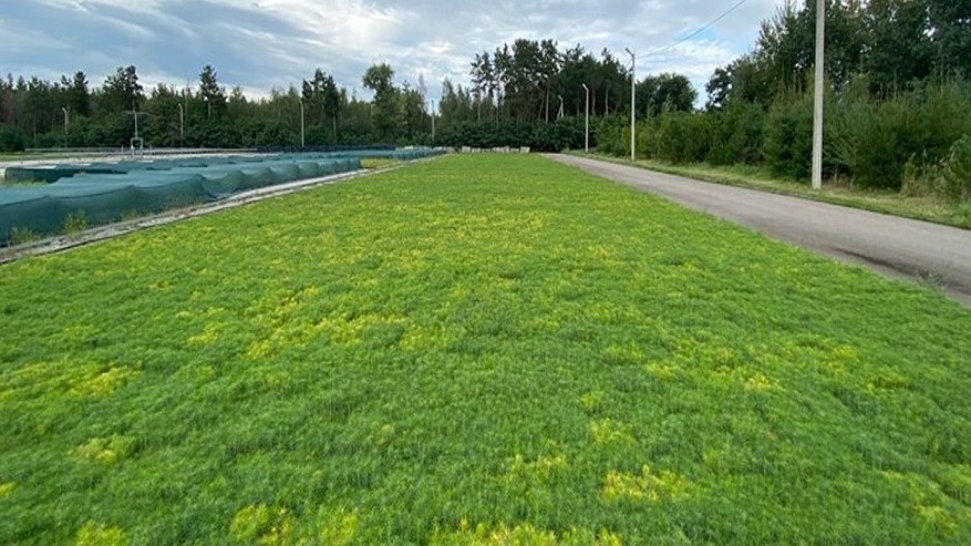 Главная картинка новости: В Воронежской области готовят к высадке миллион молодых сосен