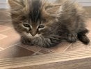 Не надо так называть своих кошек: имена, которые грамотные хозяева избегают