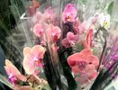 Как пересадить орхидею: 6 простых шагов для пышного цветения и здоровья растения