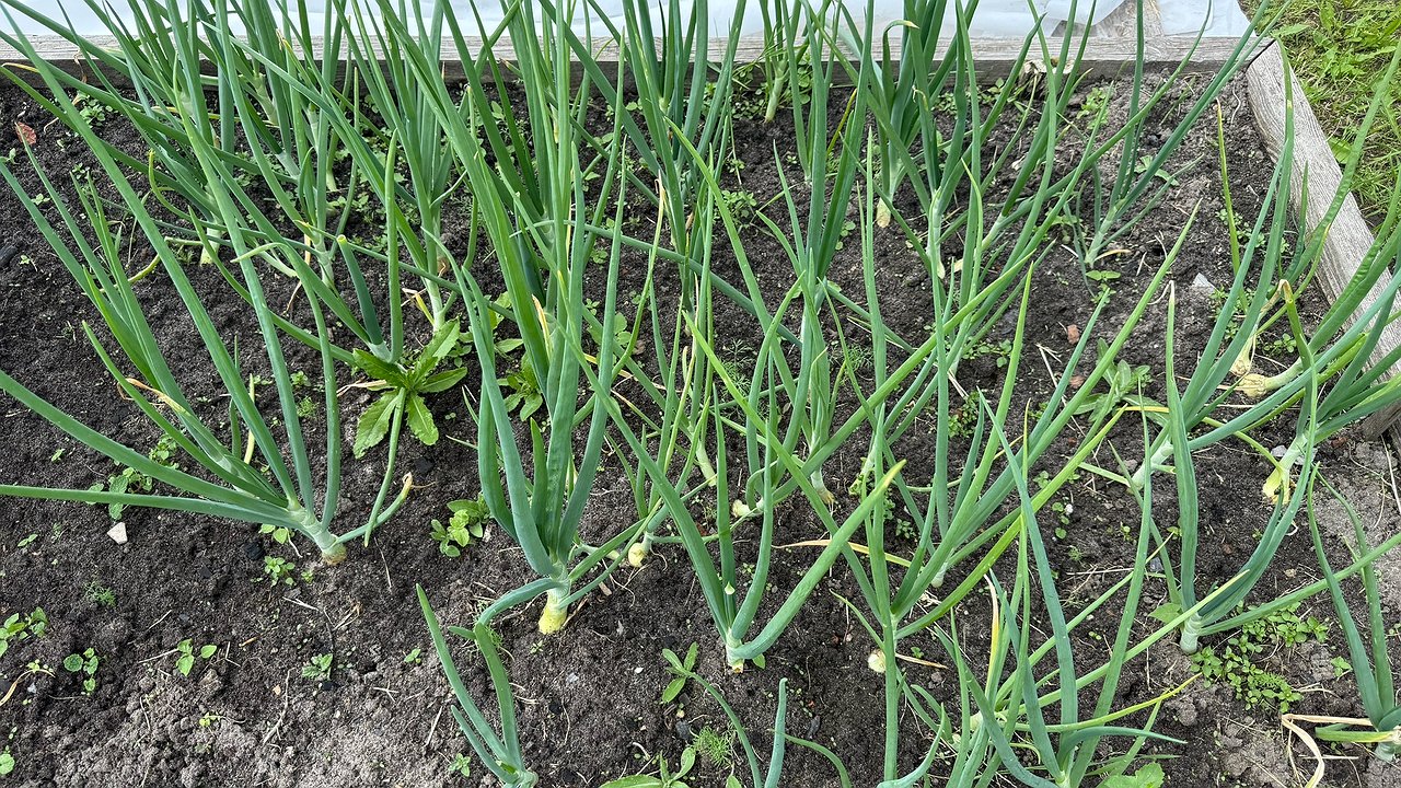 Главная картинка новости: Какие растения мешают луку расти крупным: вот как правильно организовать соседство на огороде