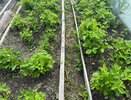 Осенью поливаю клубнику раствором из 3 ингредиентов — весной клубника взорвется урожаем