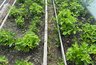 Миниатюра новости: Осенью поливаю клубнику раствором из 3 ингредиентов — весной клубника взорвется урожаем