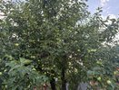 Забыл про неурожайные годы после 1 осенней подкормки. За 15 минут яблони плодоносят ежегодно