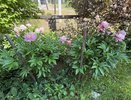 Сентябрьский секрет пионов: одна подкормка и море цветов весной обеспечено