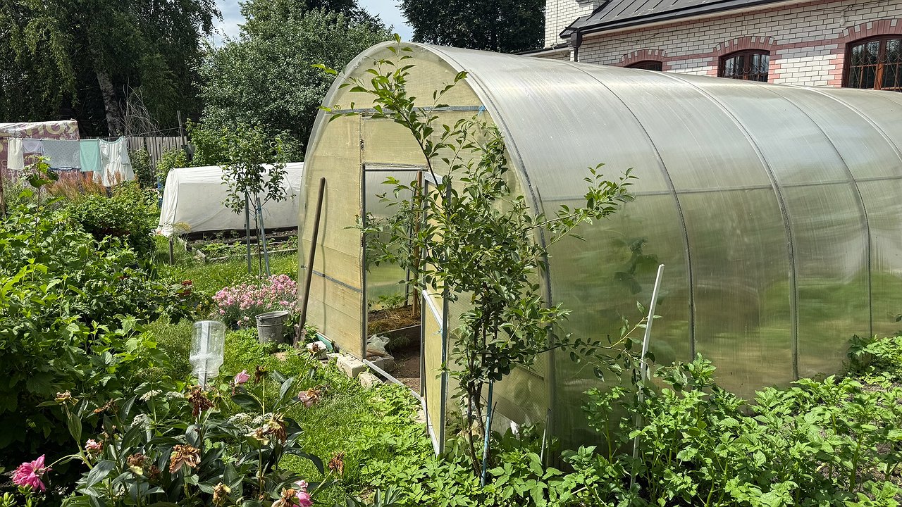 Главная картинка новости: Чем обработать теплицу осенью от болезней и вредителей