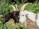 Две козы устроили забег по улице в Воронеже