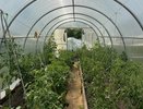Как вернуть здоровье уставшей теплице: спасаем грунт от болезней и вредителей